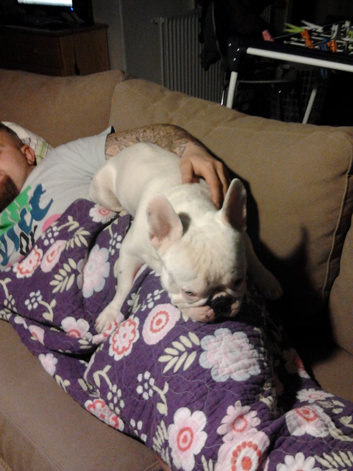 Fransk bulldog BABO - dovenskab ovenpå fars lår billede 6