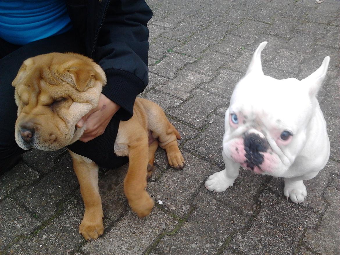 Fransk bulldog BABO - babo har fået besøg af sin nye kusine :)  billede 7