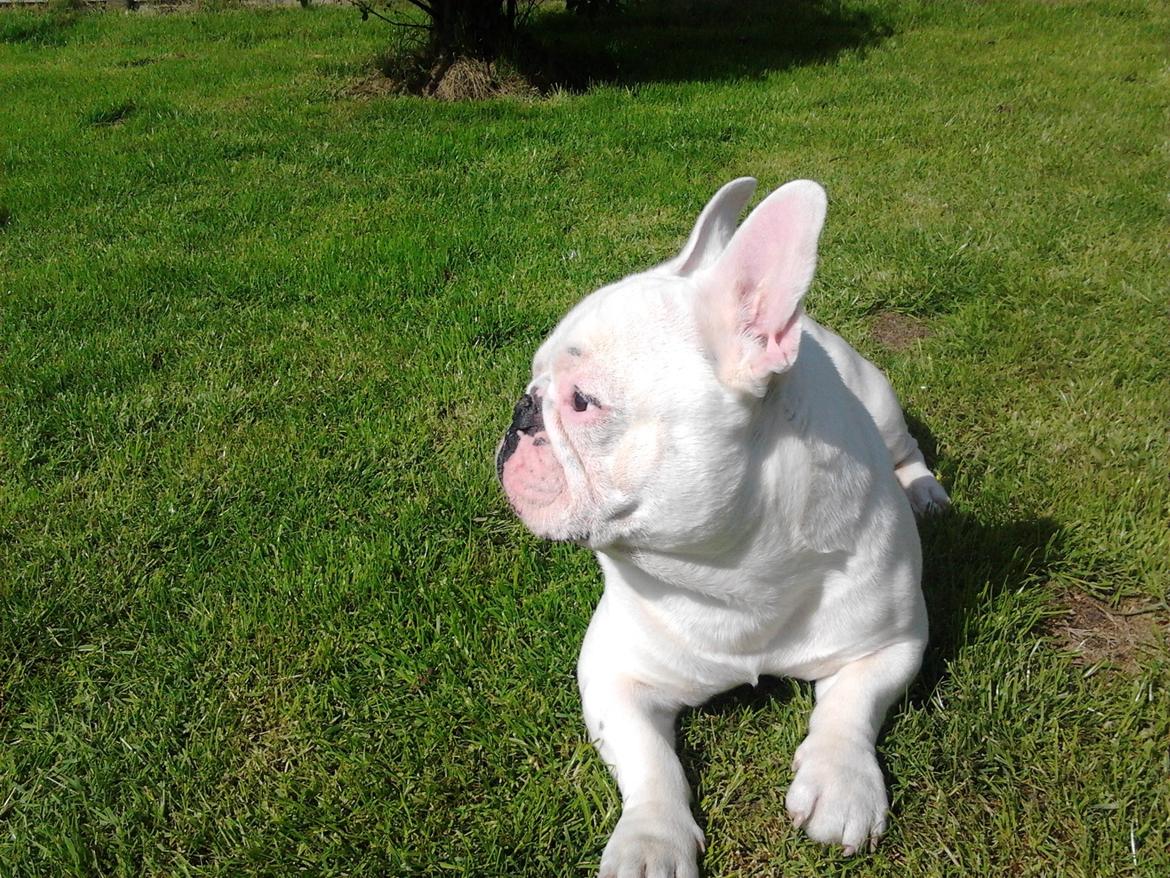 Fransk bulldog BABO - en diva kan han også ligne heheh billede 8