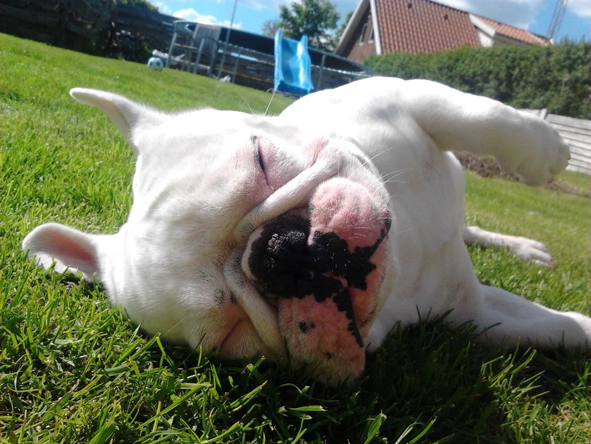 Fransk bulldog BABO - nyder lige solen fuldt ud billede 9