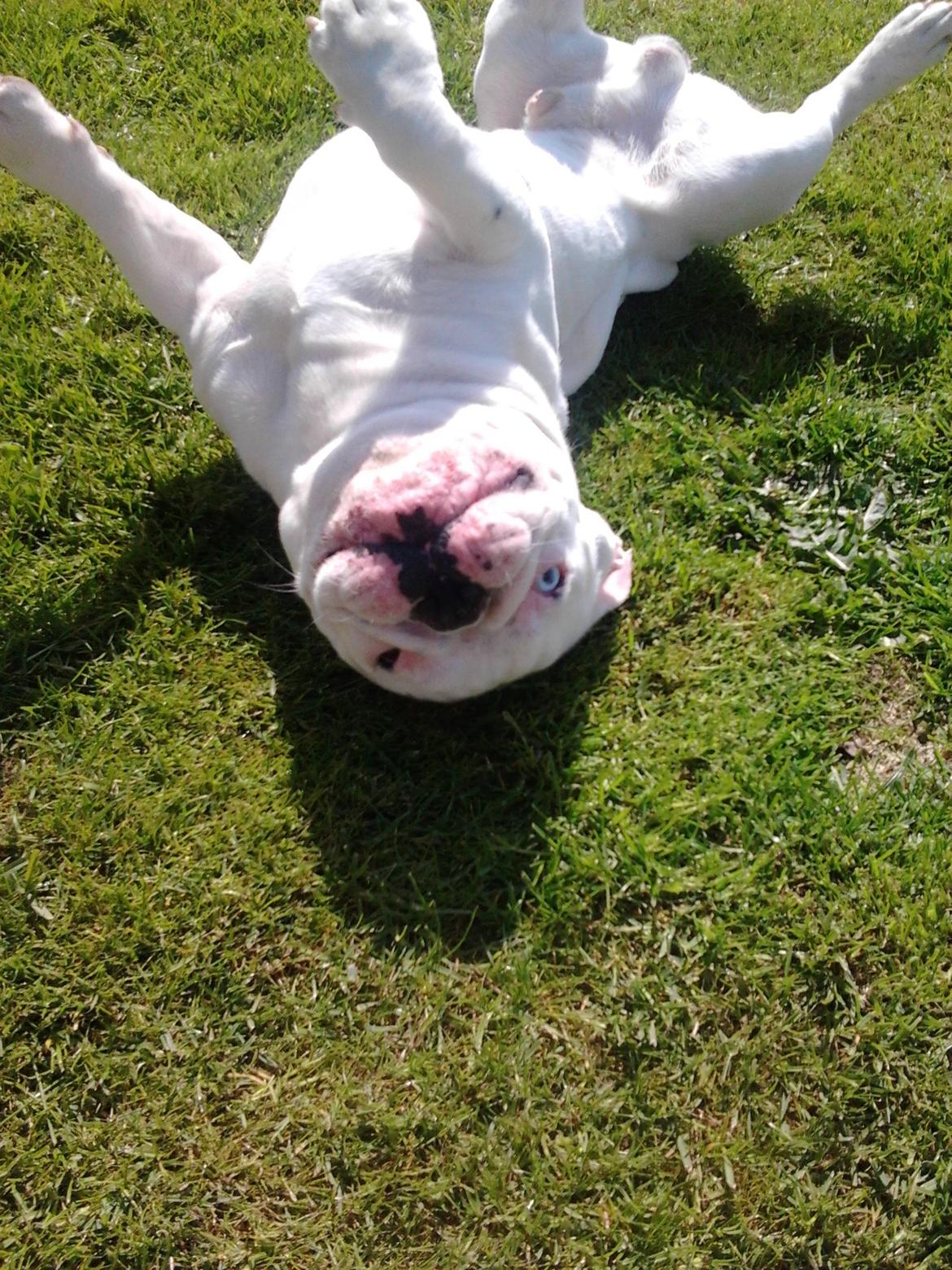 Fransk bulldog BABO - se lige mor jeg vil gerne kløes på maven :) billede 10