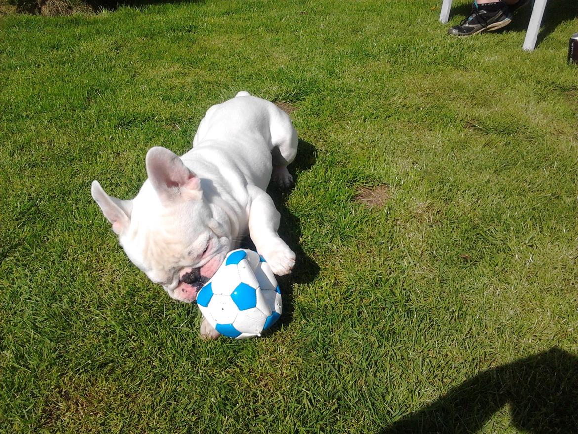 Fransk bulldog BABO - en boldt holder ikke længe i vores have med babo i nærheden:) billede 11