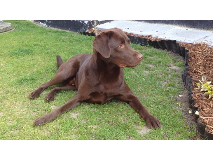 Labrador retriever Sjang billede 1