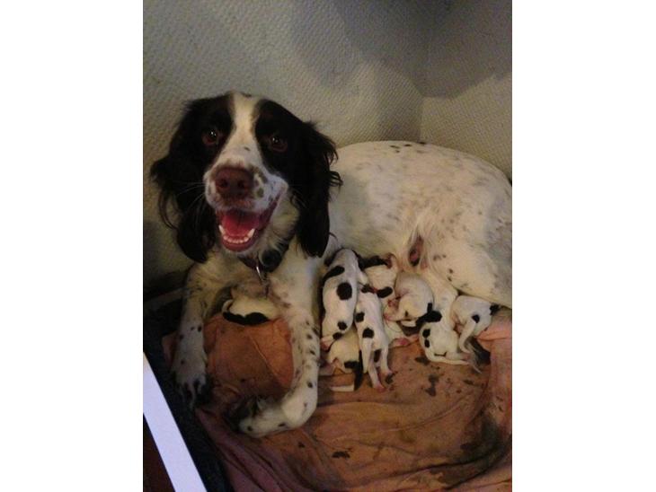 Engelsk springer spaniel Siska billede 1