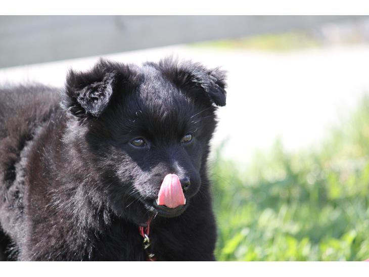 {{currentPhoto.altText}} billede {{currentPhoto.number}}