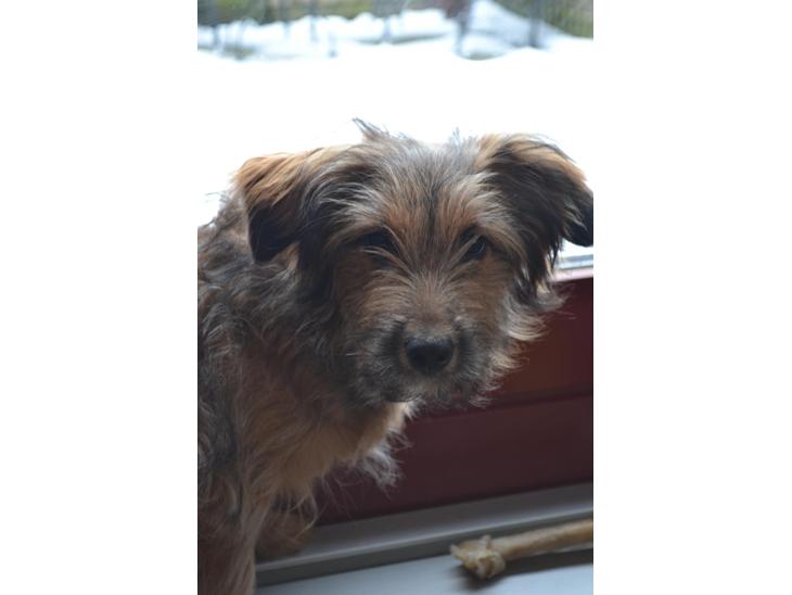 Blanding af racer Chewbacca (Chewie) billede 3