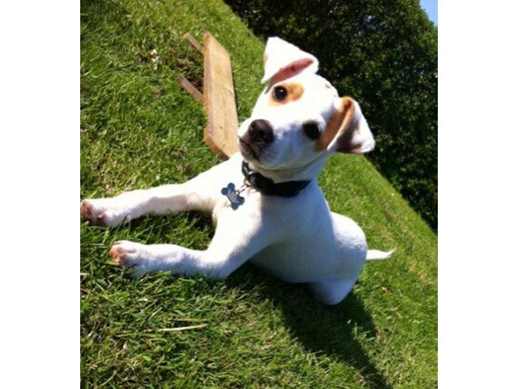 {{currentPhoto.altText}} billede {{currentPhoto.number}}