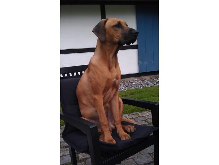 Rhodesian ridgeback Ajs billede 1