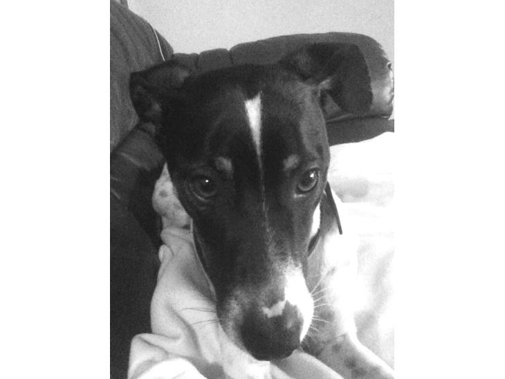 {{currentPhoto.altText}} billede {{currentPhoto.number}}