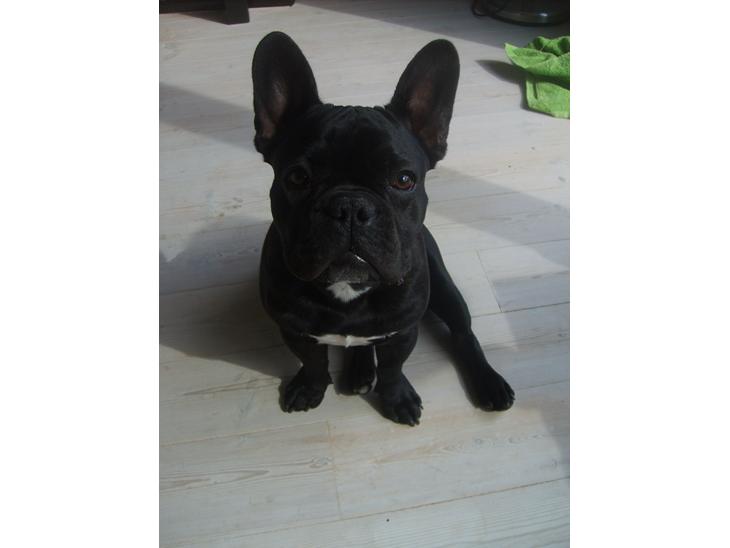 {{currentPhoto.altText}} billede {{currentPhoto.number}}