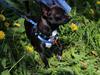 Chihuahua Lukas [ Himmelhund]