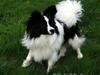 Papillon Lykkedalen's Lucas (Duke)