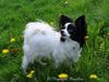 Papillon Zanni's Alicia [ Himmelhund]