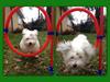 Bichon havanais Carlo