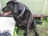 Labrador retriever sorte