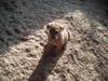 Labrador retriever leela Timber Road
