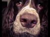 Engelsk springer spaniel Arki