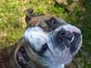 Engelsk bulldog Tulli