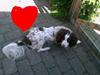 Blanding af racer Moly * Springer Spanier*