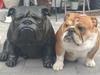 Engelsk bulldog Walborg
