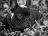 Fransk bulldog Collin
