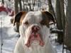 Renascence Bulldogge Ironheadbulls Gambler