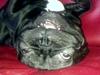 Fransk bulldog Lille Ibsen
