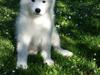 Samojedhund Mille