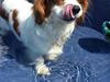 Cavalier king charles spaniel Merle