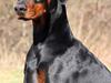 Dobermann Proud Danish Dream Of Mine [ Himmelhund]