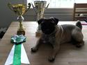 Mops Oscar