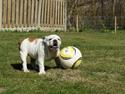 Engelsk bulldog Blixen