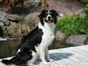 Border collie Aiko