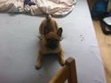 Mops Felix