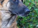 Malinois Coco