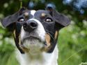Dansk svensk gaardhund Bodil Kær