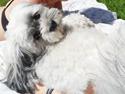 Lhasa apso SOFFY