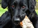 Labrador retriever / Flat coat - Bella