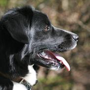 Blanding af racer Kom Så Nana