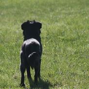 Blanding af racer Kom Så Nana