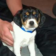 Blanding af racer Rocky