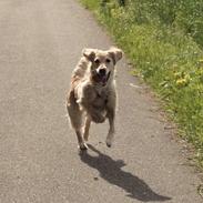 Golden retriever Rosengårdens Soffy