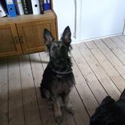 Schæferhund charlie