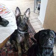 Schæferhund charlie
