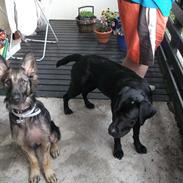 Schæferhund charlie