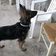 Schæferhund charlie
