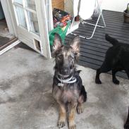 Schæferhund charlie