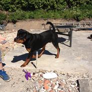 Rottweiler Packo