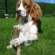 Blanding af racer Robin<33