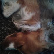 Blanding af racer Robin<33